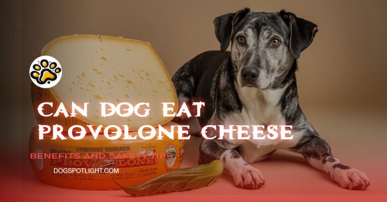 Can Dogs Eat Provolone Cheese