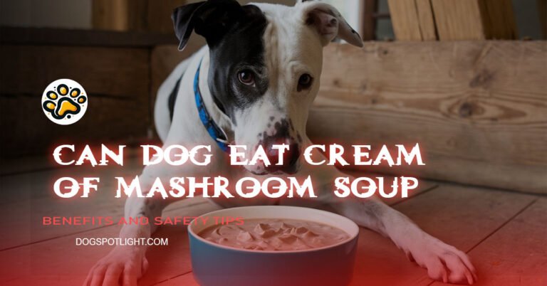 can dog eat cream of mashroom soup