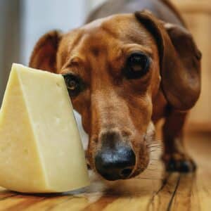 can dogs eat provolone cheese4