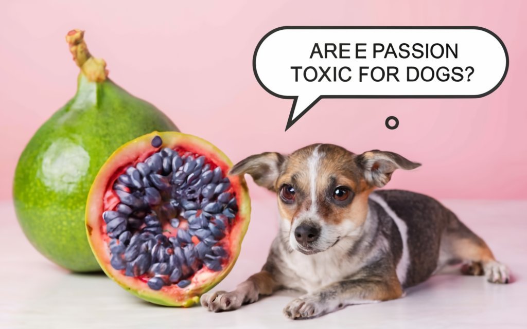 are passion fruit toxic for Dogs are passion fruit toxic for Dogs