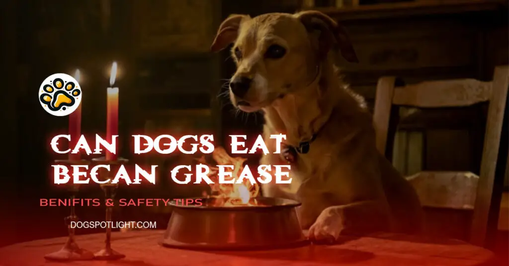 can dogs eat bacon grease