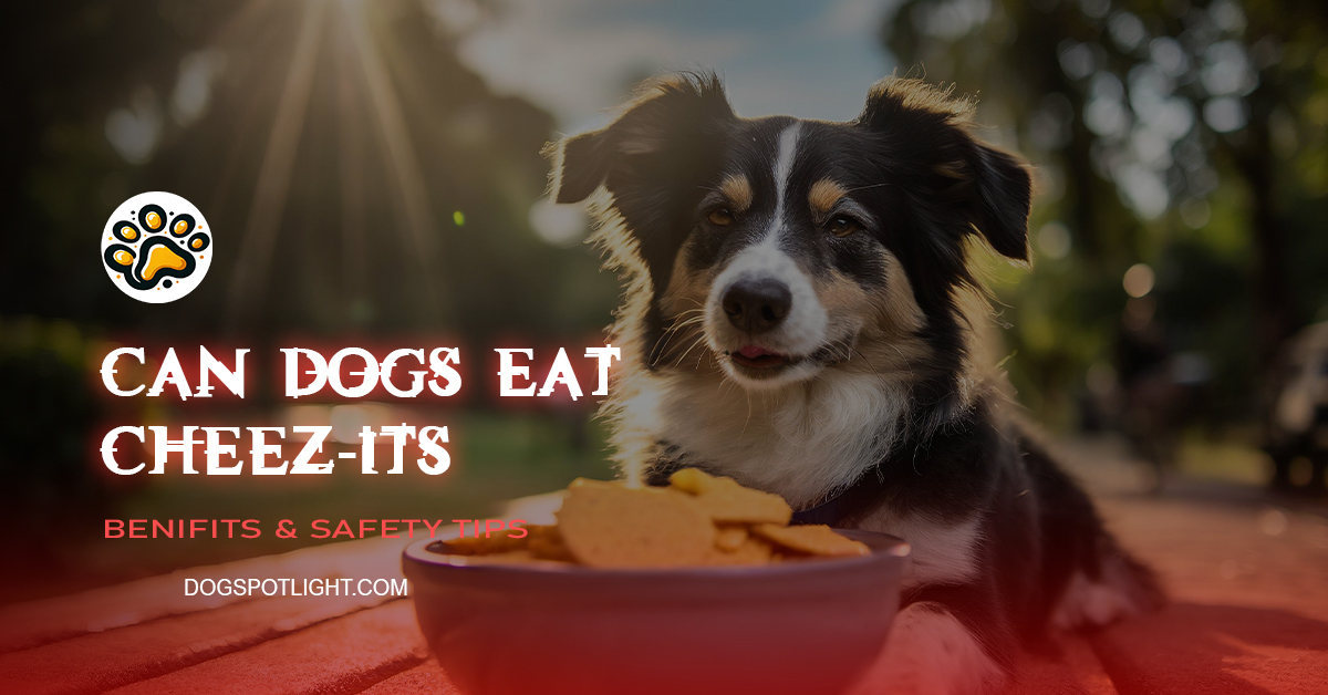 Can Dogs Eat CheezIts? Benefits And Risks Dog Spot