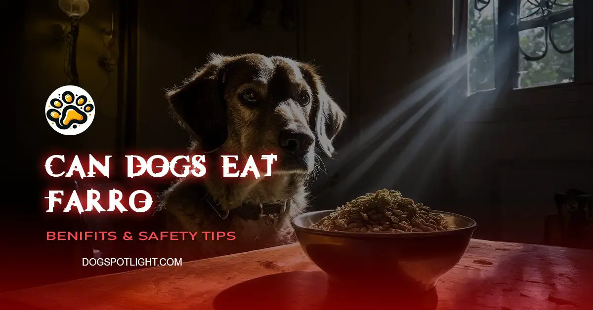 Can Dogs Eat Farro? - Dogspotlight - Dog Spot