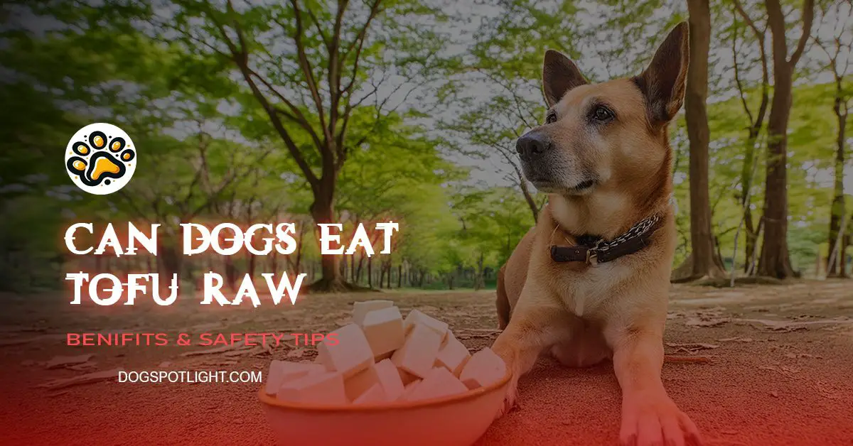 Can Dogs Eat Tofu Raw? Exploring The Risks And Benefits