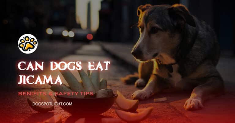 Can Dogs Eat Jicama f