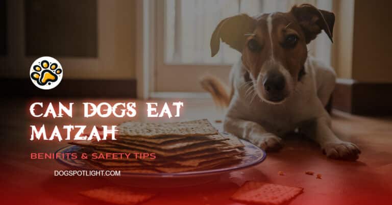 Can Dogs Eat Matzah f