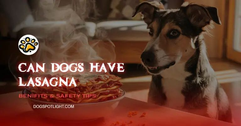 Can Dogs Have Lasagna f