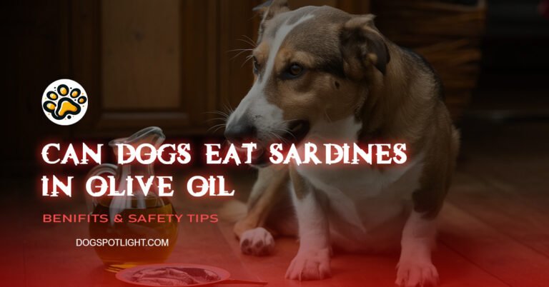 can dogs eat sardines in olive oil