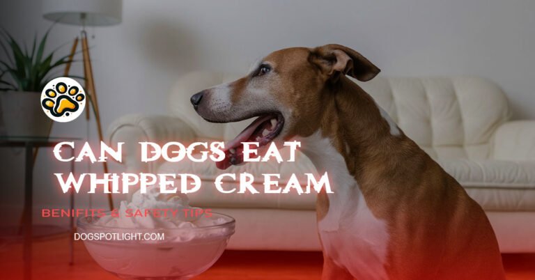 Can Dog Eat Whipped Cream
