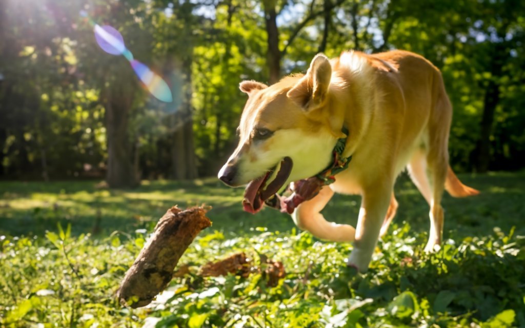 Advantages of Chicory Root for Dogs Advantages of Chicory Root for Dogs