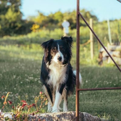 dog in portrait